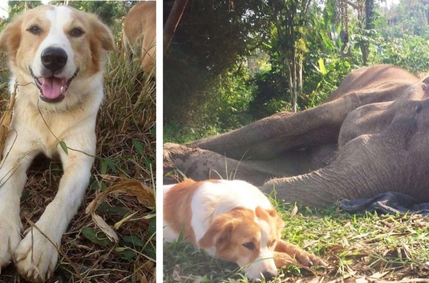  The stray dog remained close to his elephant friend in her last hours