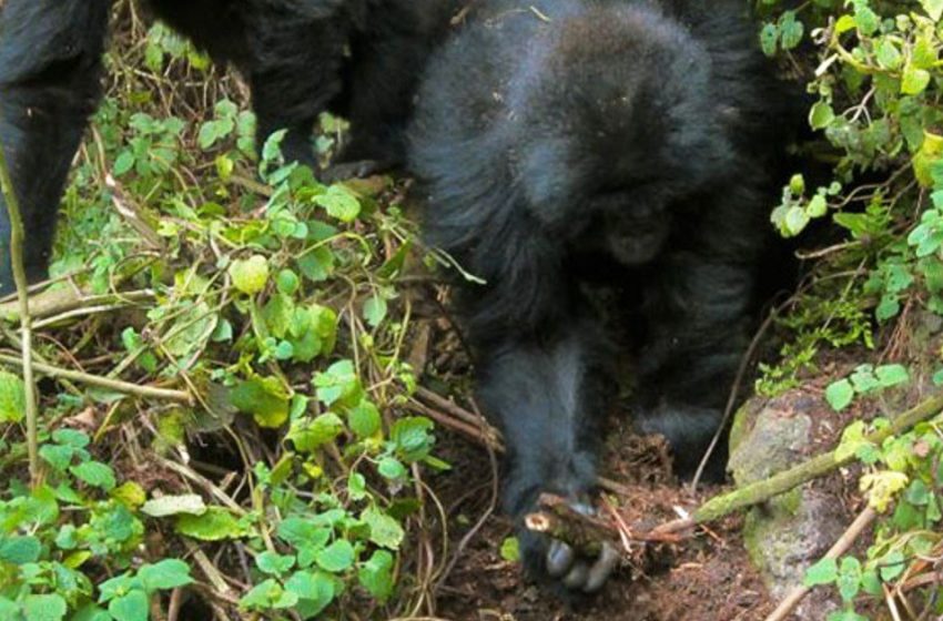  An unusual thing: gorillas took apart the traps put by the poachers