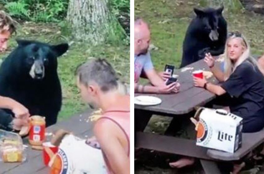  A wild bear participated in the family picnic and ate sandwiches