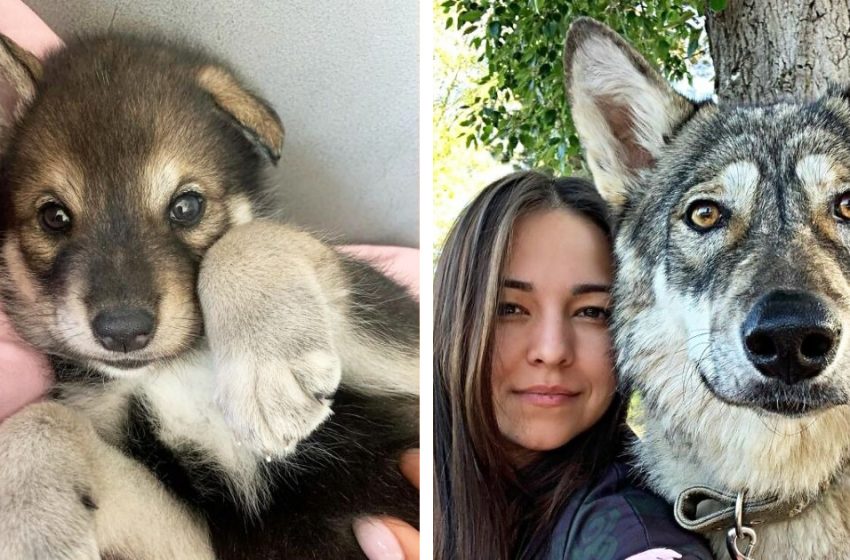  The wolf who was abandoned by her mother grows up in the woman’s family as a dog