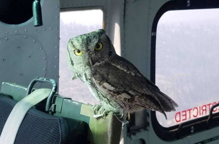  The owl flies inside the helicopter and joined the pilot fighting with the wildfire