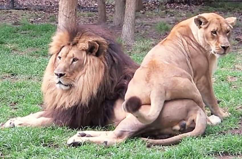  Lioness tries to get attention from the male lion but all in vain