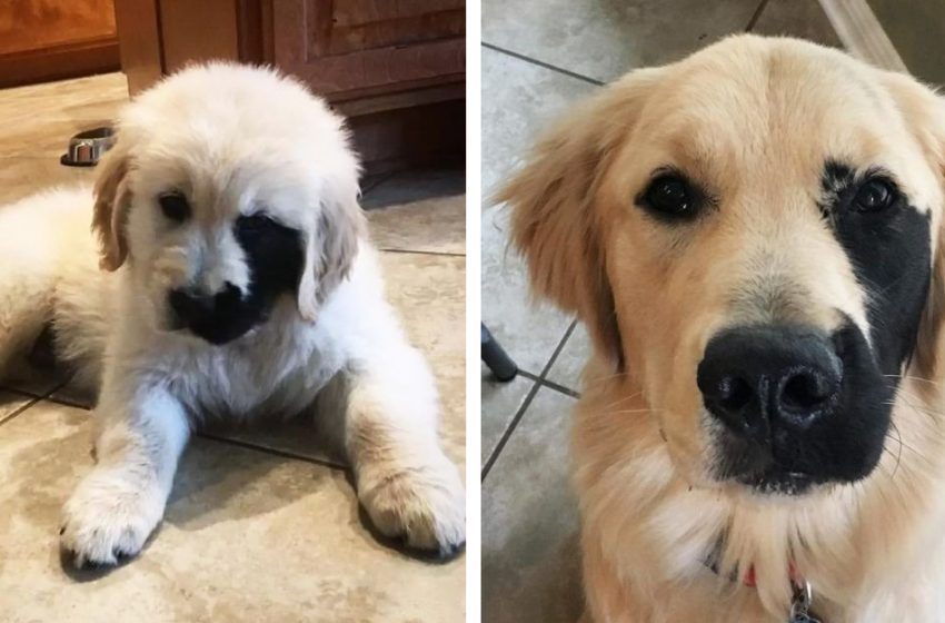  The Golden Retriever was born with a unique mark on his face