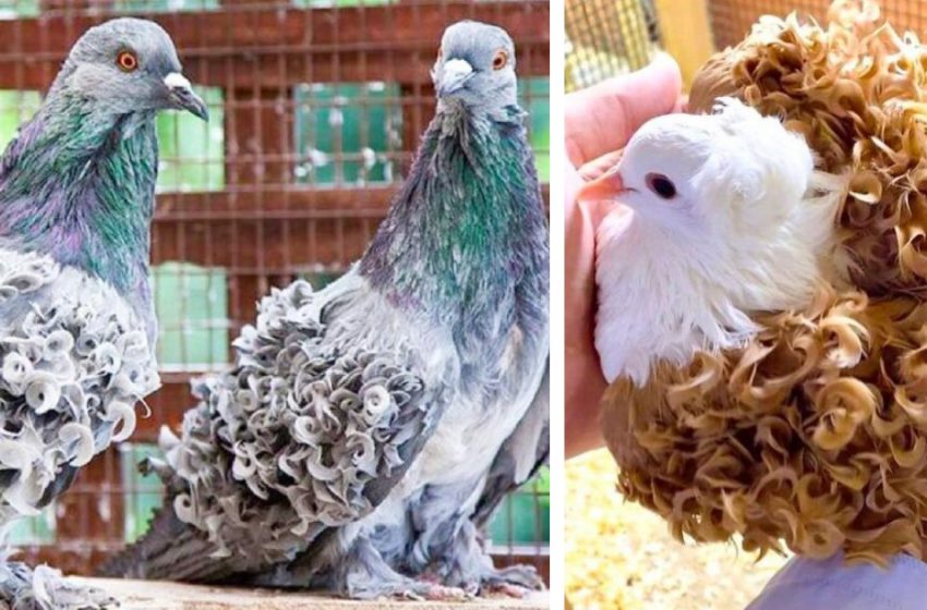  Unusual types of pigeons that you may not have seen before