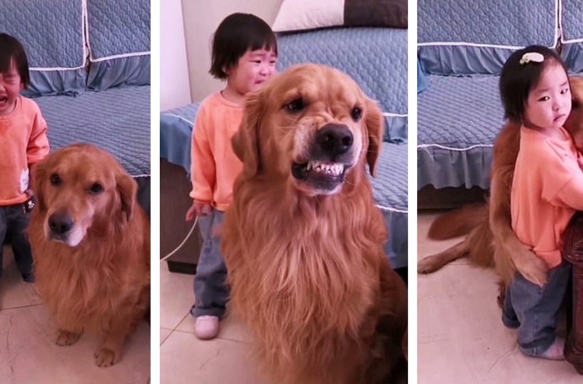  The faithful Golden Retriever defends the child from her mother