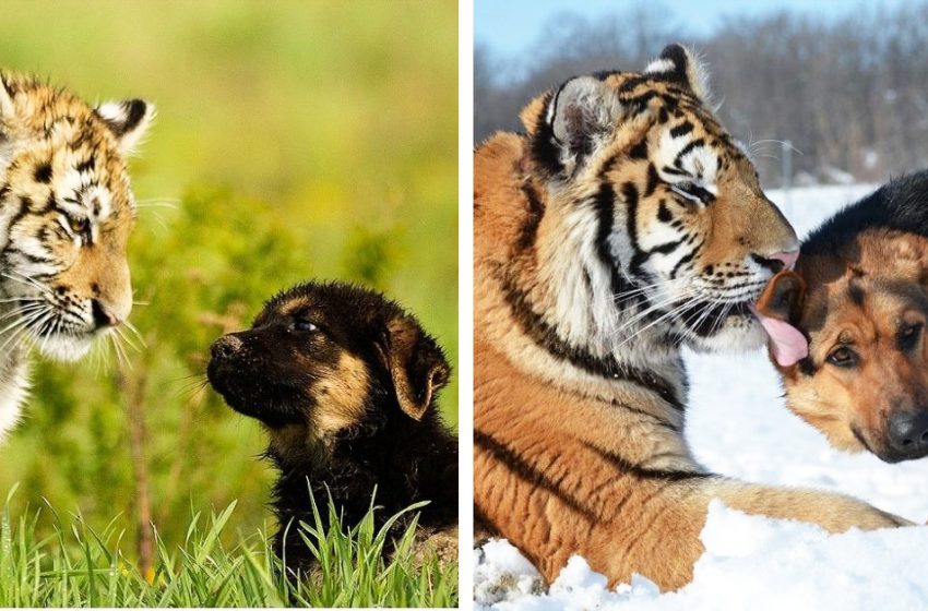  The endangered Siberian tigers became best friends with German Shepherds at sanctuary