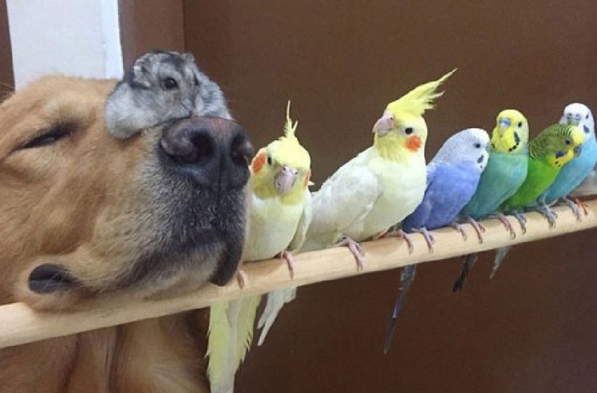  The Golden Retriever, the hamster and 8 bird live together in harmony