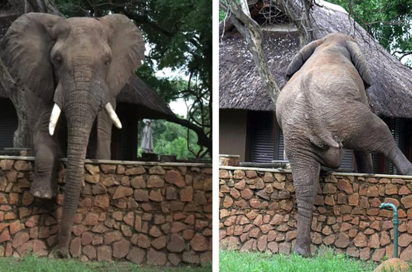  The frisky elephant was caught climbing the wall to rob mangoes