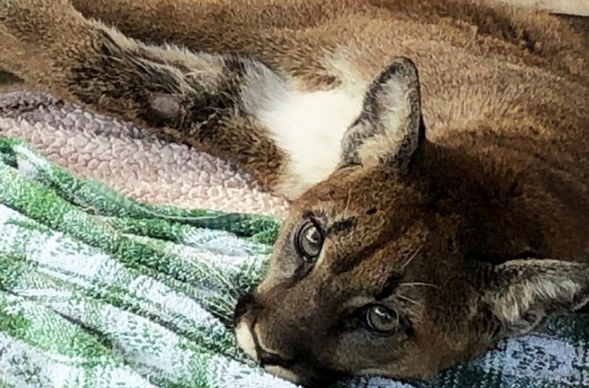  The starved cougar found the wildlife rehab center just in time to be saved