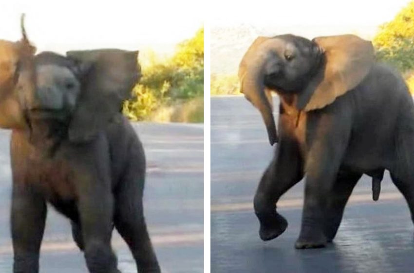  The lovable baby elephant dances in front of the people