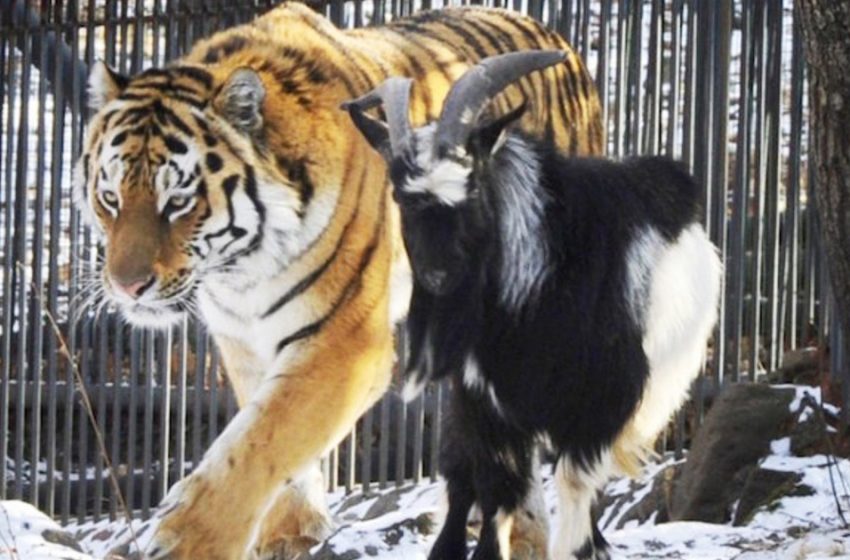  The tiger became true friend with the goat who was given to him as food