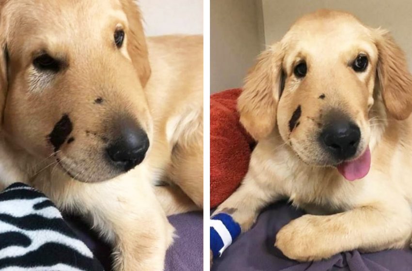  The dog jumped in front of his owner to save her from the snake bite