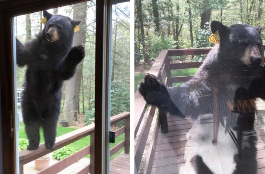  The curious bear wanted to enter the woman’s house smelling  brownies baking