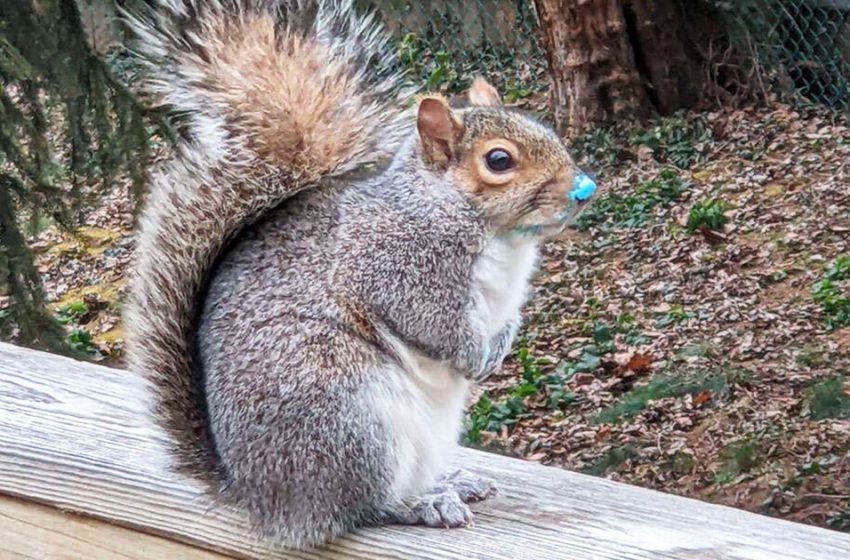  Squirrel thought he did a crime pefectly but he was revealed