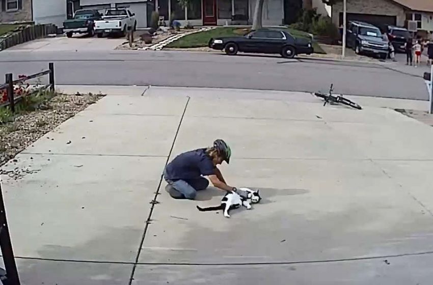  The boy was spotted visiting the neighbor’s unusual cat