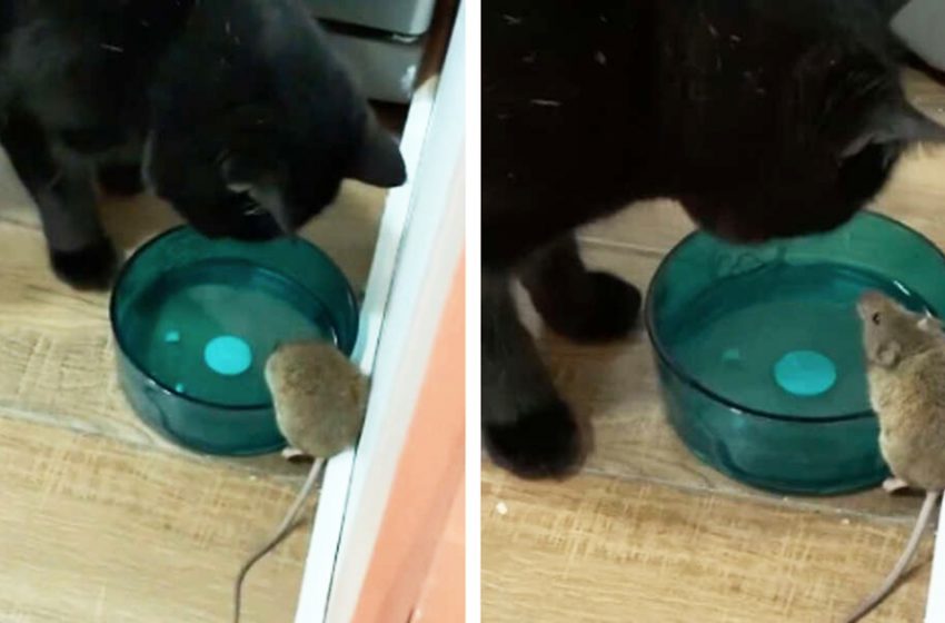  The cat was found making friends with tiny mouse supposed to be caught