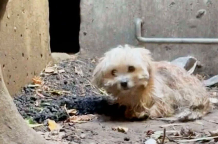  The dog trapped in the storm drain had no hope to save but he was fortunate