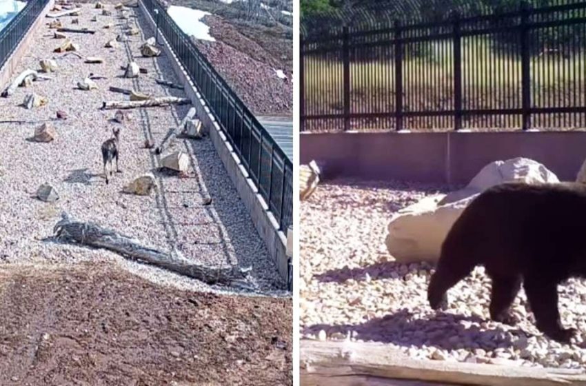  Hidden cameras captured animals using the bridge built for them