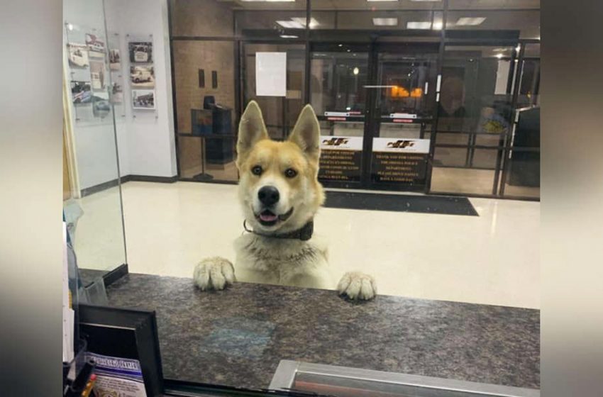  Dog walked into the police station and informed that he was lost