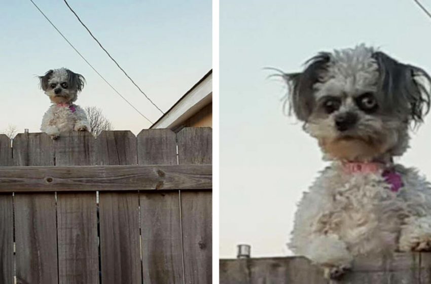  The little dog peaking over the fence was making people scared