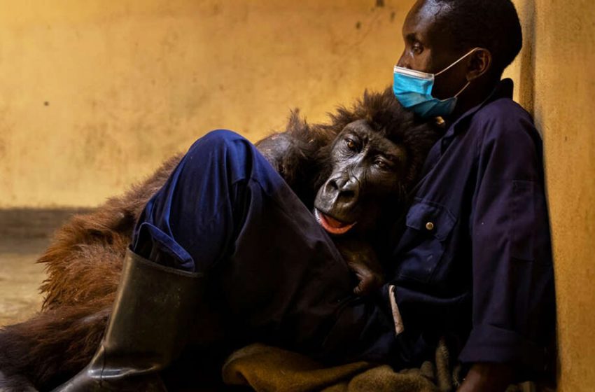  Gorilla spent her last moments hugging the man saving her