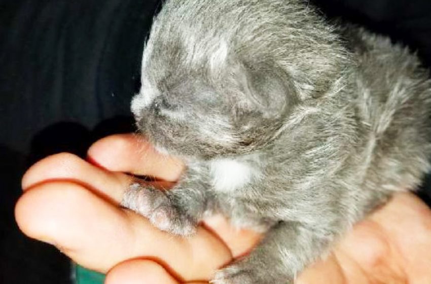  A man found a small kitten in his boat and he became his close friend