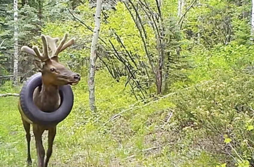  People rescued a deer that wore a 5-kilogram tire around its neck for 2 years