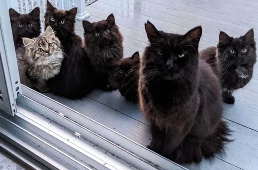  The cat brought her tiny kittens to meet the woman who helped her