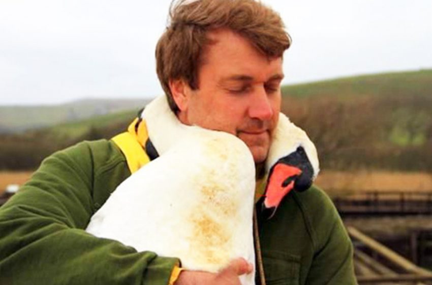  The swan hugged the man who saved her life