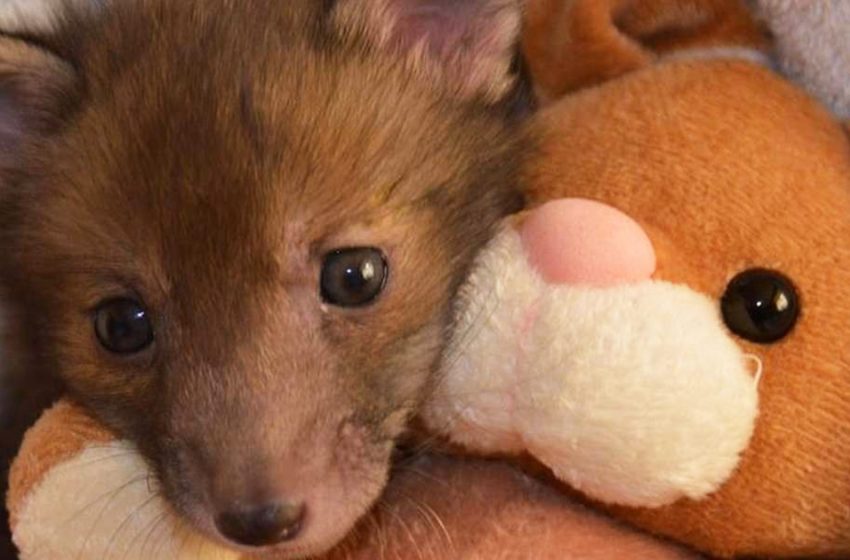  The rescues baby fox likes to be with his lovely toy