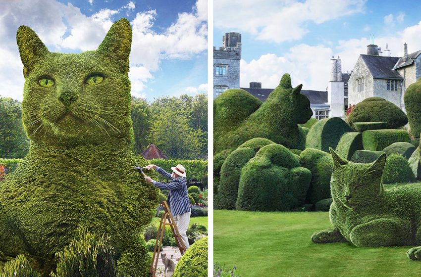  The 75 years old artist creates edits of bushes in respect of his lovely cat