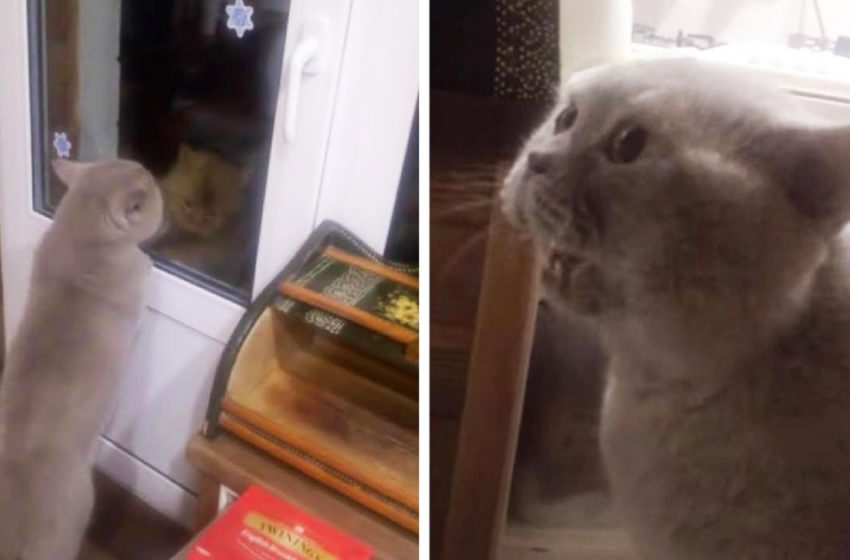  «Open for me!» Talking cat Yasha asked the owners to open the door and made the netizens laugh