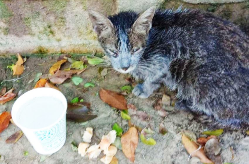  Near the garbage cans, the girl found a homeless dirty cat. Now this beauty is unrecognizable