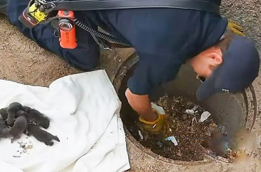  Firefighters rescued 8 puppies from the drain, but it turned out that they were not puppies at all