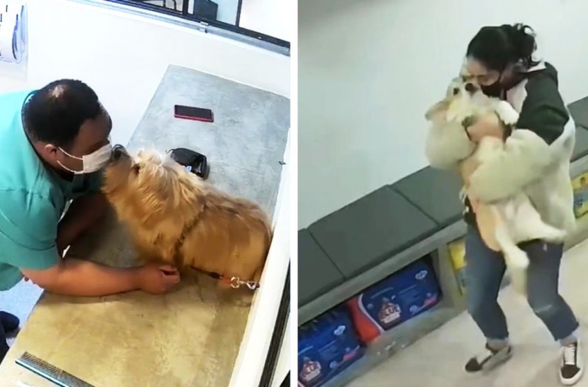  The vet clinic filmed its work on a hidden camera and showed the owners how their pets are treated there