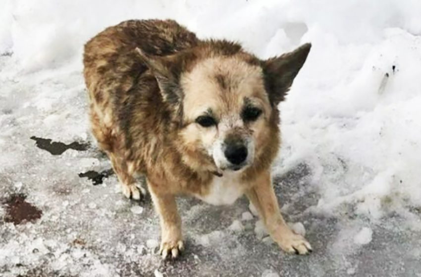  The dog barely hobbled along the icy asphalt, and she had nowhere to go