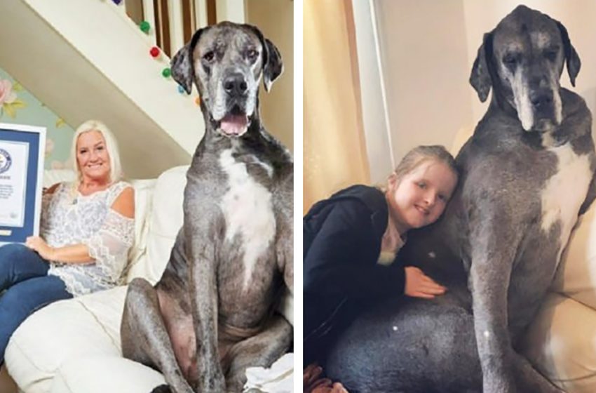  Great Dane Freddy, whose height exceeds two meters. The tallest dog in the world, listed in the Guinness Book of Records