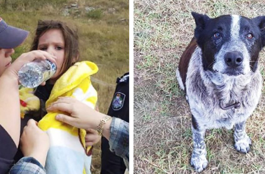  A deaf old dog guarded a three-year-old girl for 17 hours