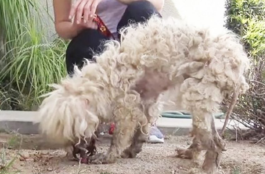  Amazing transformation! Mangy and sick dog has become a real fluffy beauty