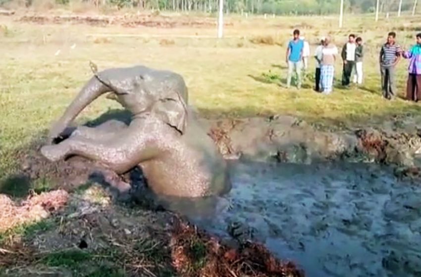  For more than 10 hours, the elephant dug without rest in order to pull something out of the mud