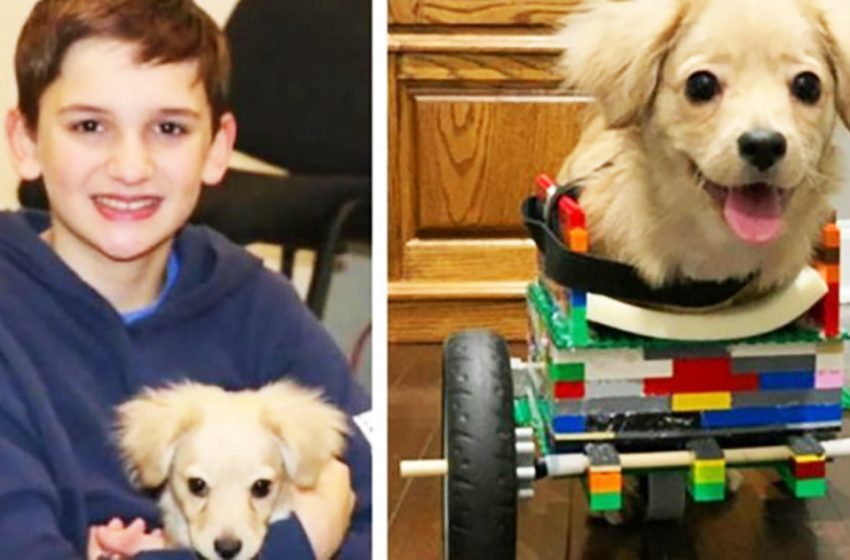  12-year-old boy builds a Lego stroller for his two-legged pet