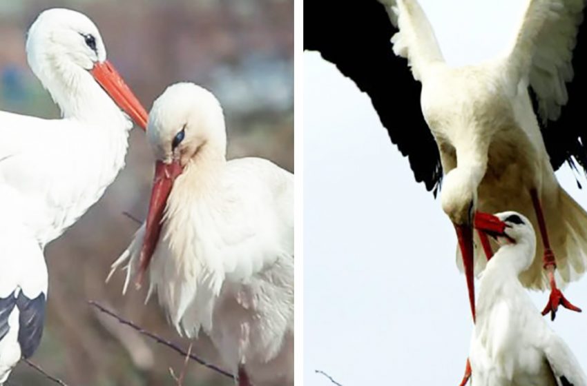  Every year this stork flies thousands of miles to see his wounded lover