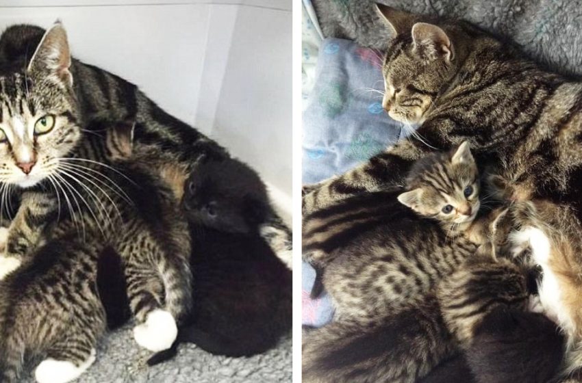  The mother cat tried to creep into the vet clinic to reunite with her kittens