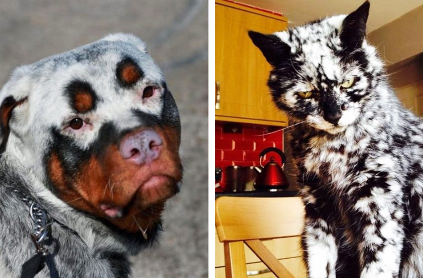  15 peculiar animals with vitiligo whose appearance is a manifestation of real wonder