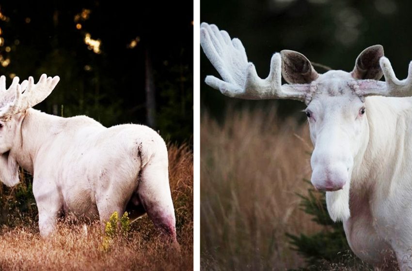  The rare scenes of a white moose by Roger Brendhagen