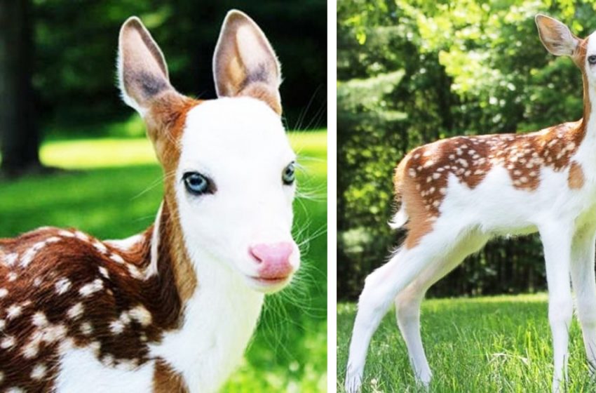  Rare baby deer astonished everyone with her beauty