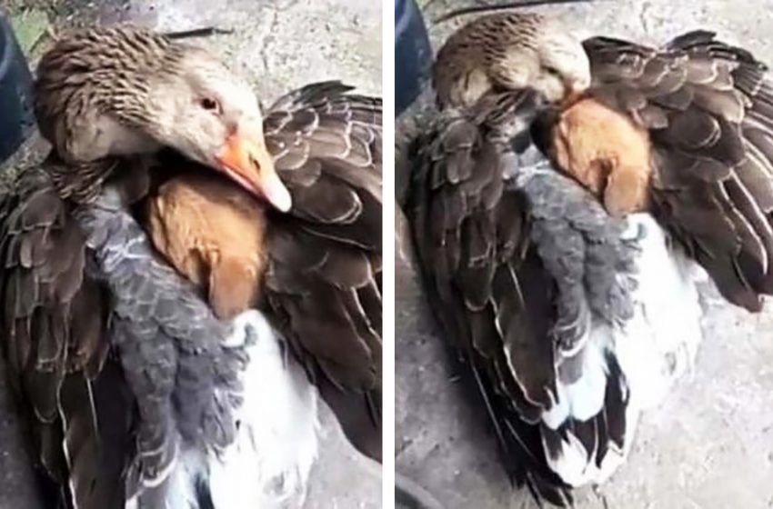  Heartwarming scene of a caring goose embracing an abandoned puppy