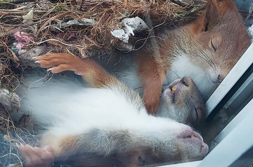  The young man observed the lovable squirrels sleeping on his window