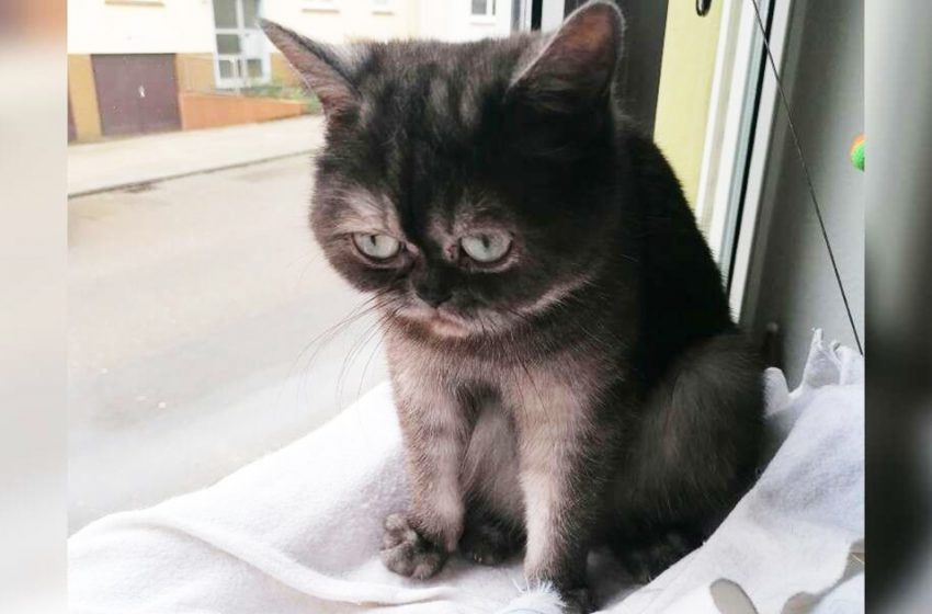  The cat was ignored in the shelter because of her grumpy face