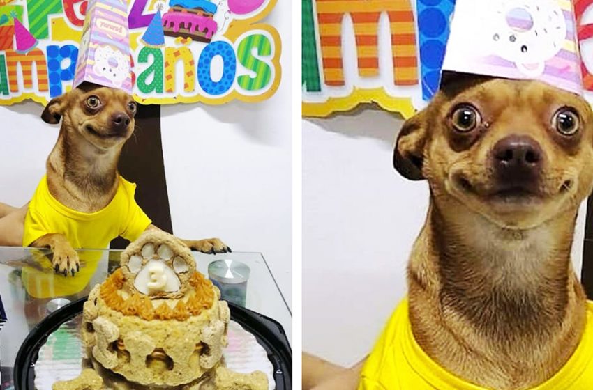  The tiny dog was very happy to celebrate his birthday